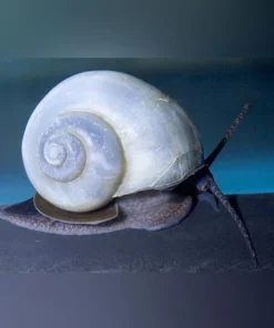 Blue Mystery Snail