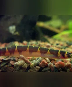 Banded Kuhli Loach