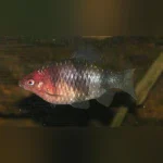 Black Ruby Barb