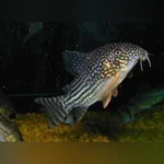 Sterbai Cory