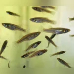 Feeder variatus 50 pack