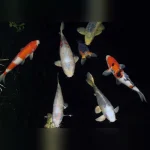 Koi 3-4"
