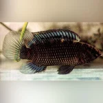 Badis