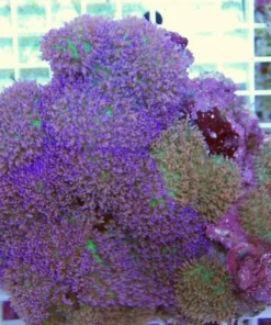 Lobophyllia Red Brain Coral