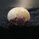 Purple Matano Crab