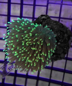 Metallic Green Frag Torch Coral
