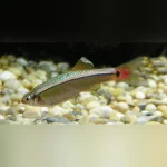 Feeder White Cloud Minnows 100 pack