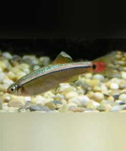 Feeder White Cloud Minnows 100 pack