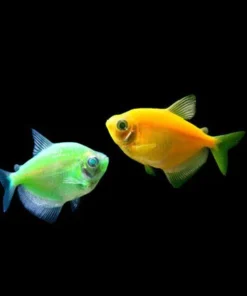Cosmic Green Glo Tetra