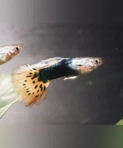 Black Leopard Guppy (Pair)