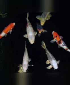 Koi 6-7"