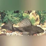 Trinidad Pleco