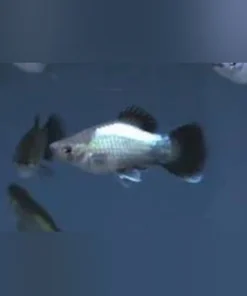 Blue Wag Platy