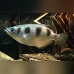 Banded Archer Fish
