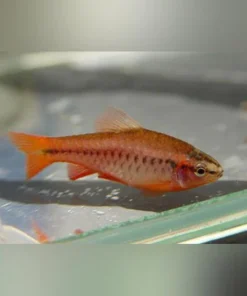Cherry Barb - Male Only