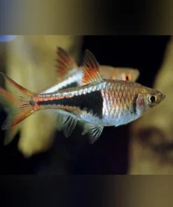 Harlequin Rasbora (Lot of 6)