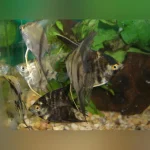 Assorted Angelfish 1.5" (Lot of 4)