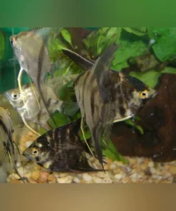 Assorted Angelfish 1.5" (Lot of 4)