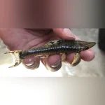 Giant Otocinclus