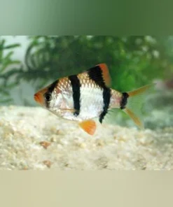 Tiger Barb