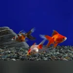 Calico Fantail Goldfish