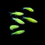 Electric Green Glo Danio