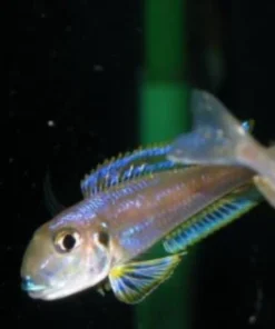 Xenotalapia spilopterus