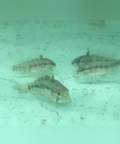 Apistogramma Agassizi