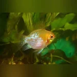 Gold Angel Veil Ram