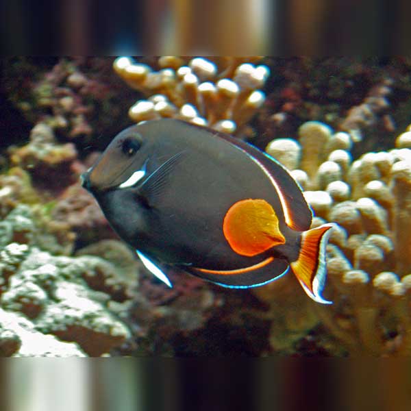 Achilles Tang - Image 2
