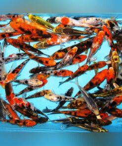 Assorted Butterfly Koi - 5-6" (Lot of 4)