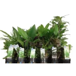 Assorted Potted Plants (Lot of 3)