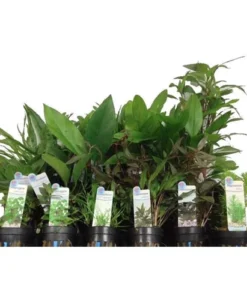 Assorted Potted Plants (Lot of 3)