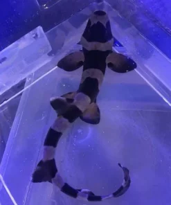 Alternative view of Cat Shark