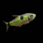 Exodonus Tetra