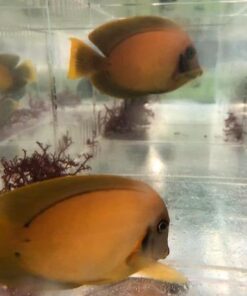 Chocolate Tang