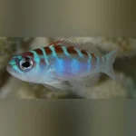 Chalk Basslet