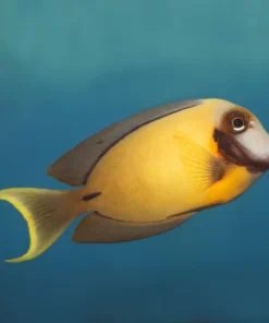 Alternative view of Chocolate Tang