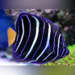 Chrysurus Angelfish