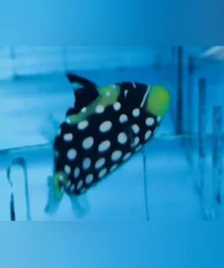 Clown Triggerfish