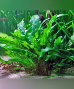Cryptocoryne lutea