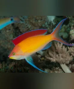 Dispar Anthias