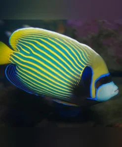 Alternative view of Emperor Angelfish (Adult)