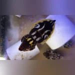 Flamboyant Cuttlefish 