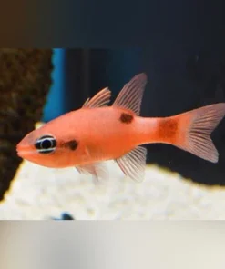 Flame Angelfish