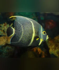 French Angelfish (SEMI-AGGRESSIVE) 