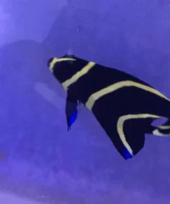 Alternative view of French Angelfish (SEMI-AGGRESSIVE) 