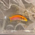 Yellow Candy Hogfish  