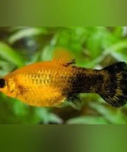 Golden Panda Molly