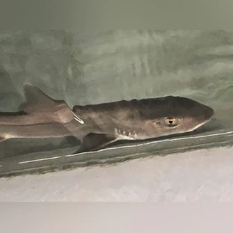 Grey Smooth Hound Shark - Image 2